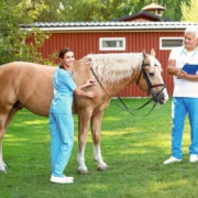 equine veterinary science BRD vet rx