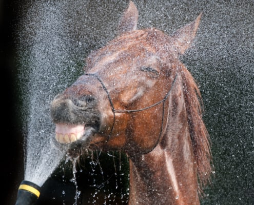 overheated horse getting sprayed with water - Equine Pharmacy - BRD Vet Rx