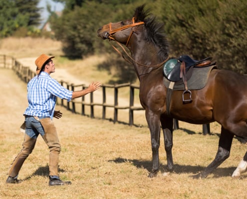 horse breeder in cowboy hat reaching out to skittish horse to calm him down