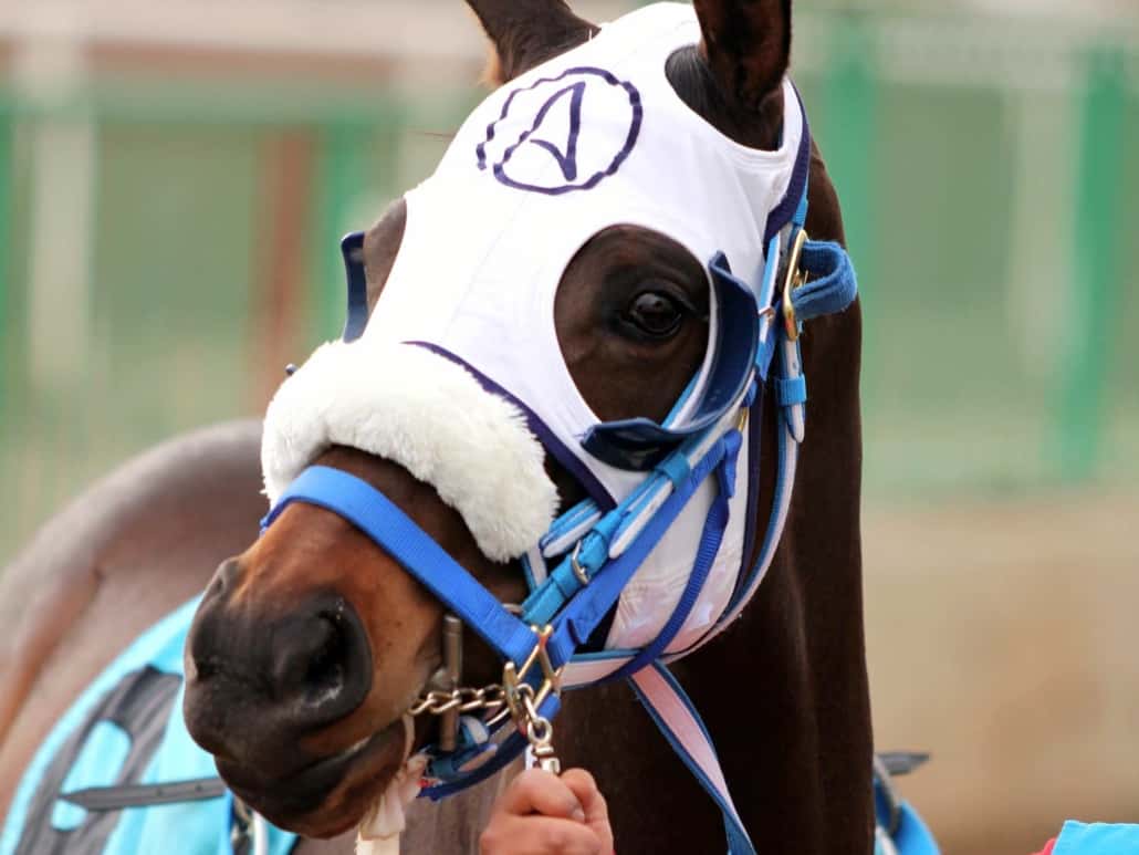 Horse Eye Infections Read Our Horse Health Blog BRD Vet Rx