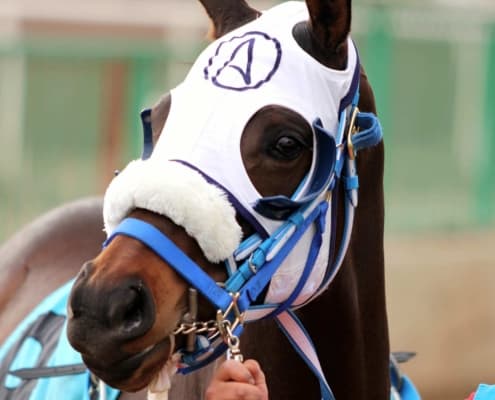 brown racehorse with white hood and blue bridle, tracking horse eye infections