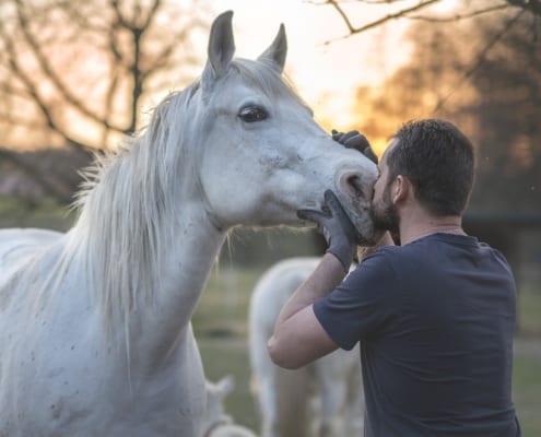 man kissing the snout of a white horse