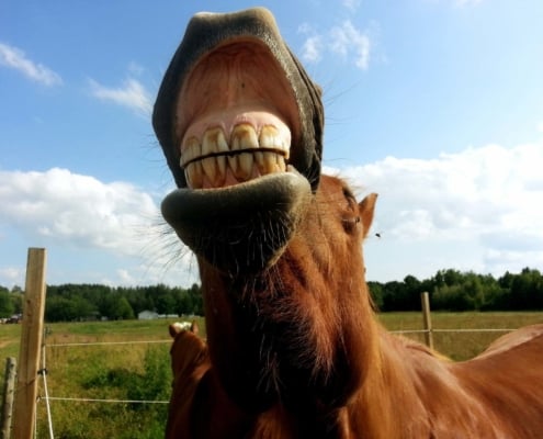 brown horse sticking its neck out over fence with its teeth showing - learn common horse dental problems from BRD Vet Rx