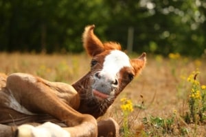 goofy foal laying down in pasture with its tongue sticking out