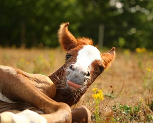 goofy foal laying down in pasture with its tongue sticking out