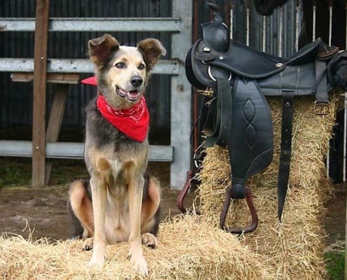 multicolored dog with red bandana sitting next to a black horse saddle propped up on hay