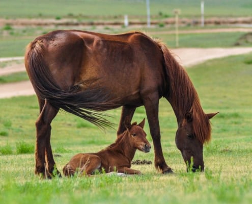 mare standing over new foal in pasture
