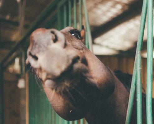 horse peeking head out of stable before horse stall cleaning
