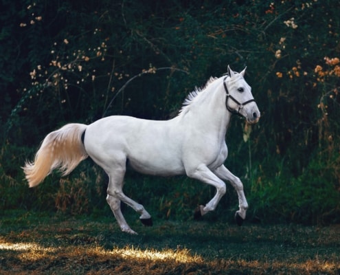 white horse with lead on galloping in lush green field