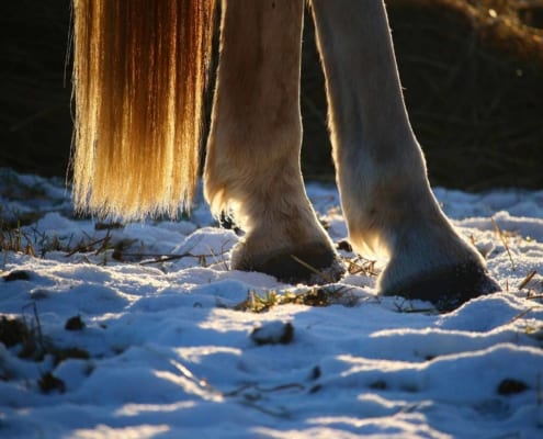closeup of white horse hooves and tail standing in the snow