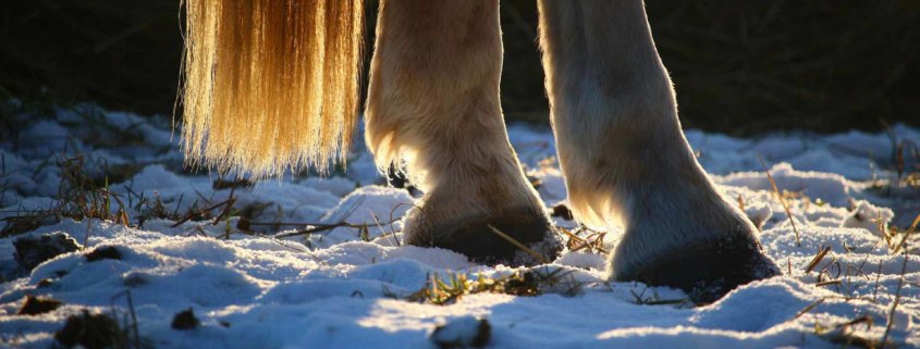 How To Prevent & Treat Harmful Thrush in Horses