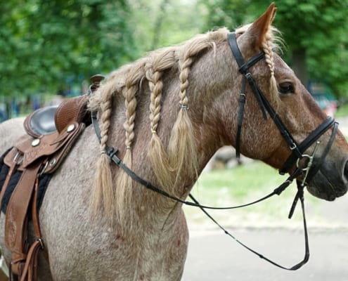 tan horse with five braids in its hair for horse hair care