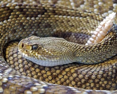 snakebites in horses due to a coiled up rattlesnake