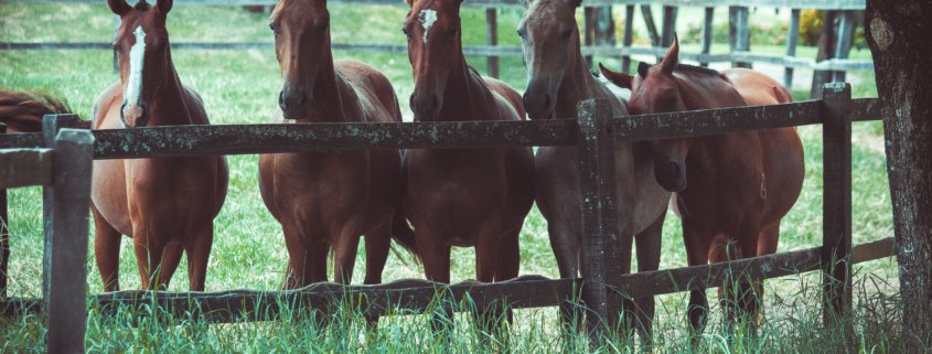 group of horses in a green prairie