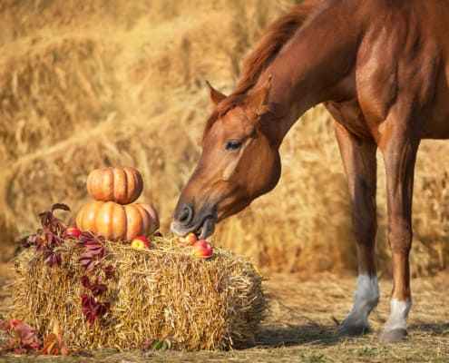 Horse with pumpkins eating an apple
