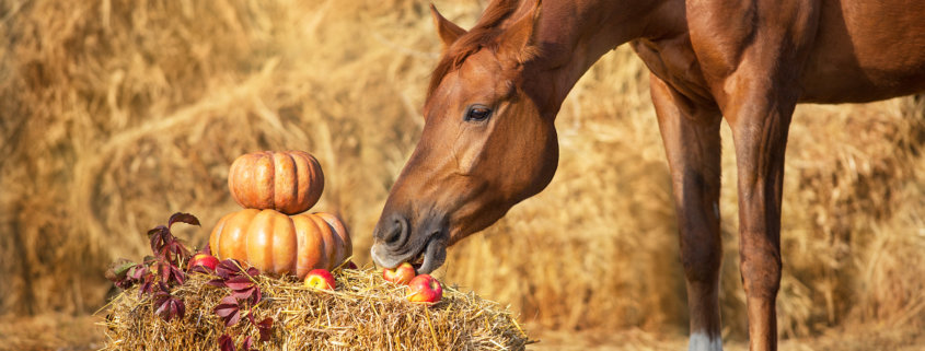 Horse with pumpkins eating an apple