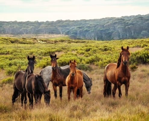 range of wild horses in a meadow