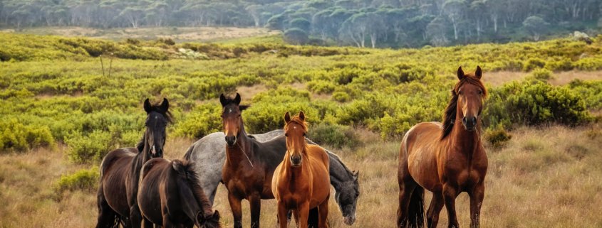 range of wild horses in a meadow
