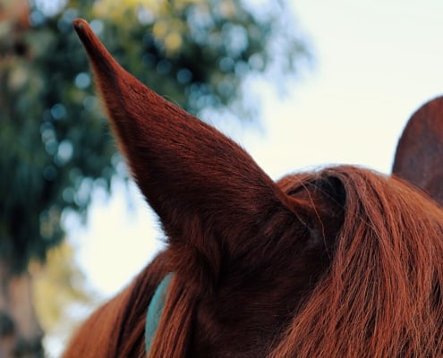 view of ears of a brown horse coat