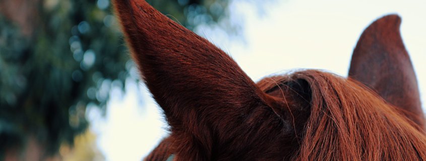view of ears of a brown horse coat