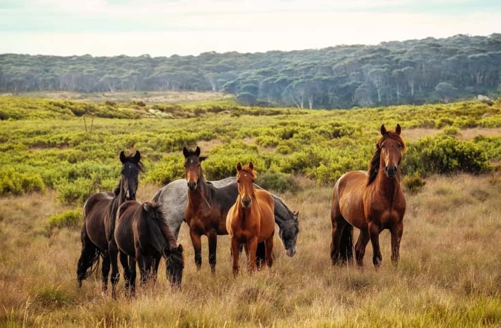 The Surprising Truth About the History of Horses