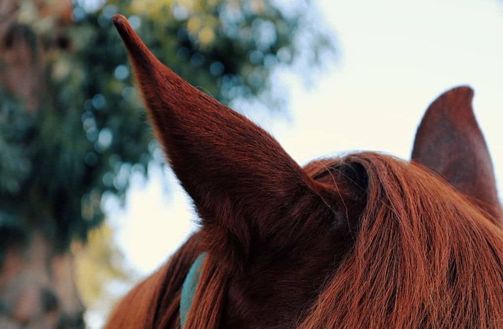 Listen Up! Learn Something New About Horse Ears