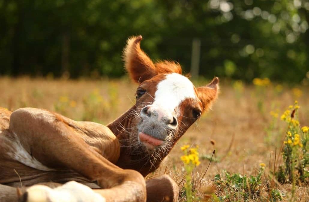 Learning About Horse Pregnancy – The “Foal” Details