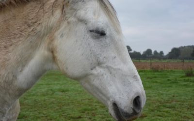 Aging and Retiring Horses