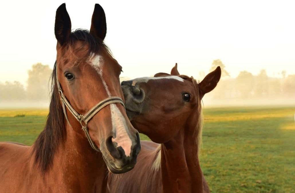 Does My Horse Like Me? Learn 4 Signs of Horse Affection