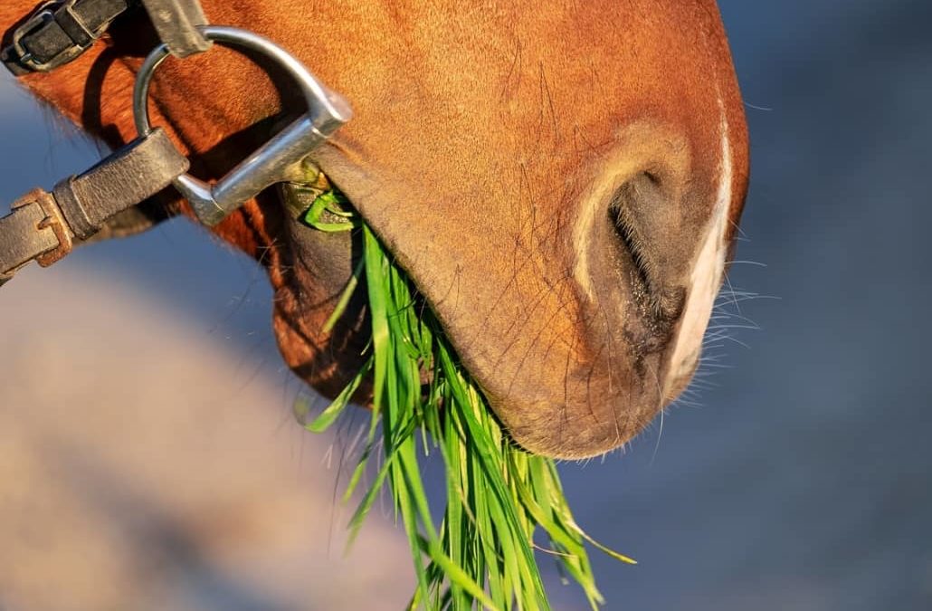 Tapeworms in Horses & Using Praziquantel to Treat Them