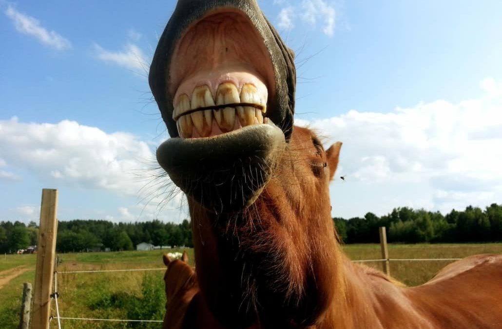 Common Horse Dental Problems & Signs 