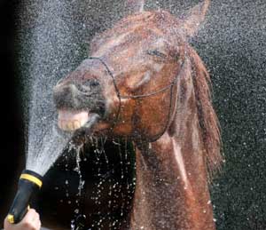 How to Keep Your Overheated Horse Cool During Summer