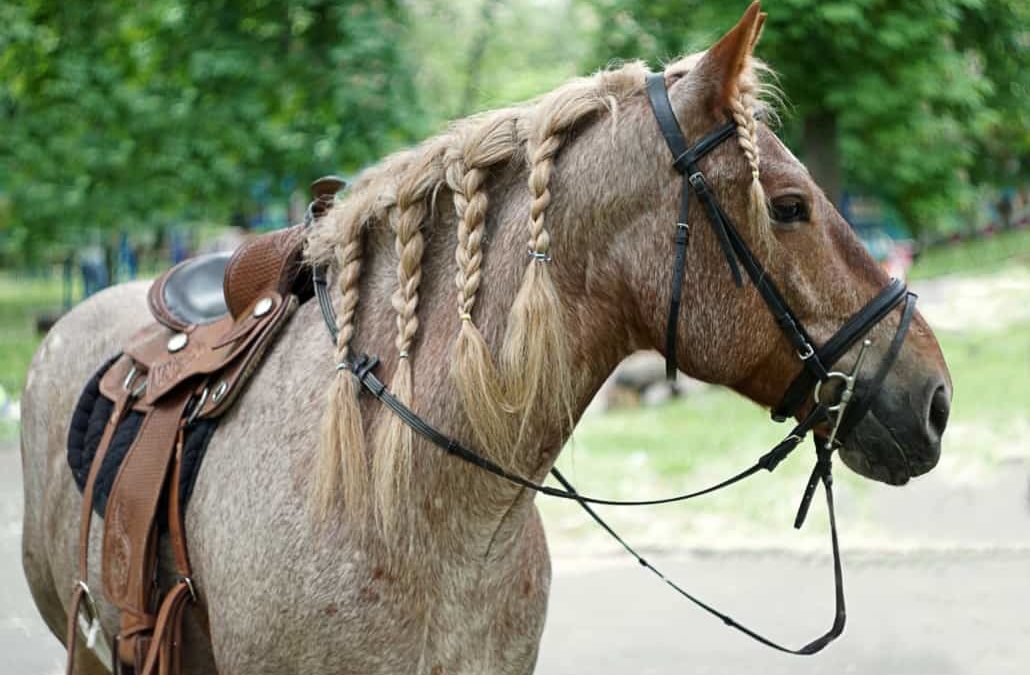 Horse Hair Care: The Mane Attraction