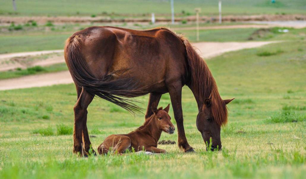 The Best Ways to Take Care of Your New Foal