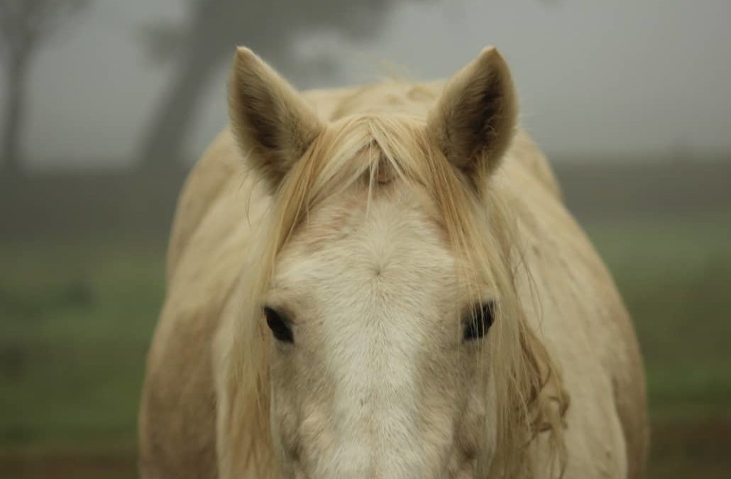Why Do Vets Use BNT Otic Ointment For Horse Ear Infections?