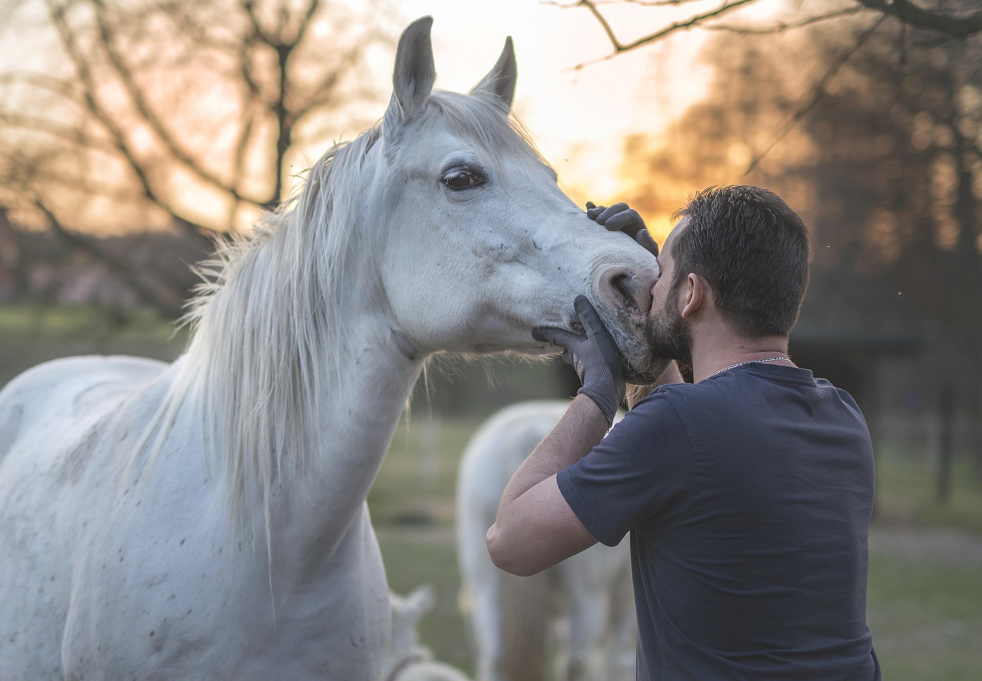 Man Kissing horse nose. Equine Compounding Pharmacy