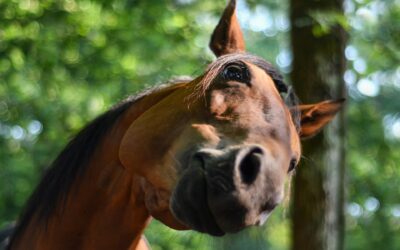 Headshaking in horses