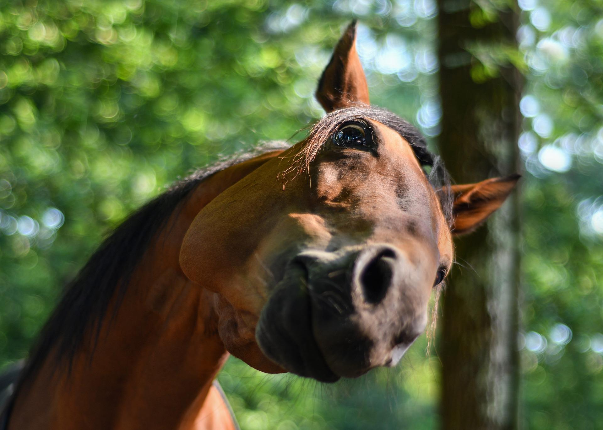 FAQ section. About BRD Vet RX - Equine Compounding Pharmacy